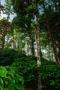 Karnataka_foret_tropical_inde