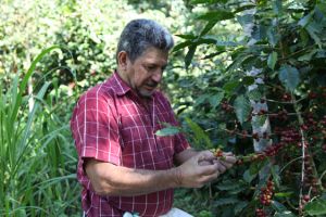 Honduras-producteur-de-la-coopérative-Comsa