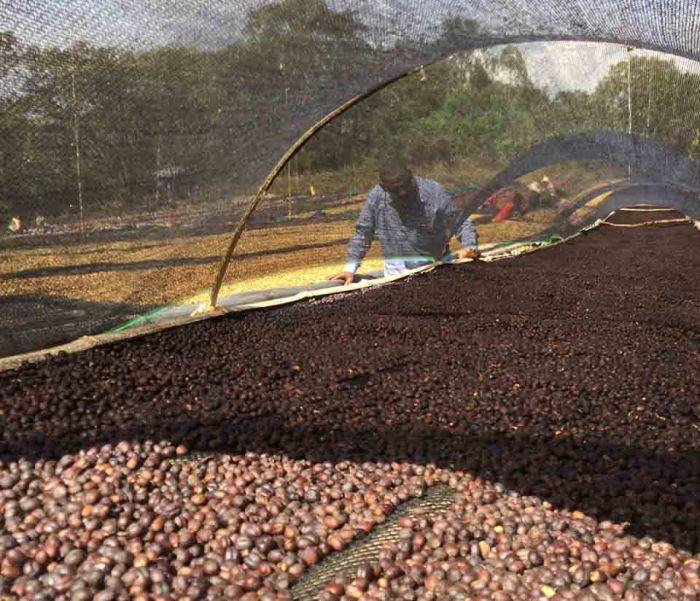 Nazimu Abamecha Abachabsa Plantation Ethiopie