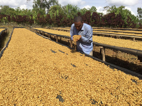 Nazimu Abamecha producteur de la plantation Abachabsa Ethiopie par l'Artisanes