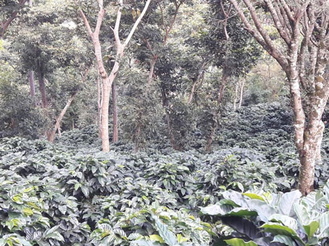 Myanmar Ywangan plantation