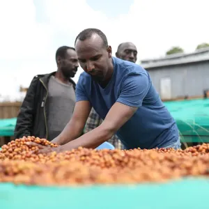 Boledu café Ethiopie Yirgacheffe
