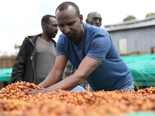 Boledu café Ethiopie Yirgacheffe