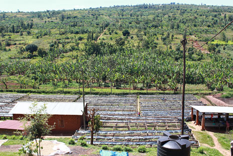 Isirabo Ntunga plantation Rwanda