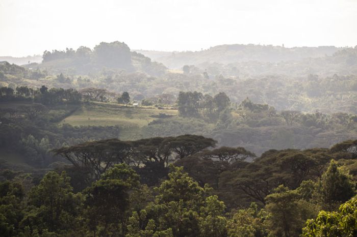 Ethiopie région gomma