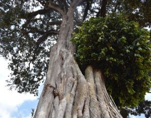 Yirgacheffe-arbre-centenaire