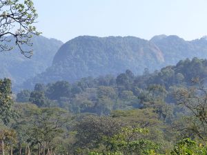 Ethiopie-anfiloo-foret-agroforesterie