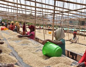 Resiti_Q2_Gedeo_Lavé_Plantation_Ethiopie_par_lartisanes