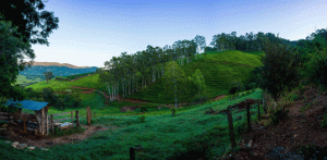 Pirapitinga-bresil-plantations